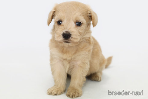 成約済の神奈川県のマルプー:マルチーズ×トイプードル-308951の2枚目